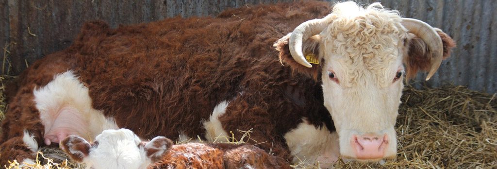 Campaign for Local Abattoirs