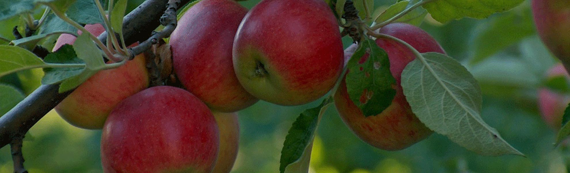 Orgasmic Cider Company