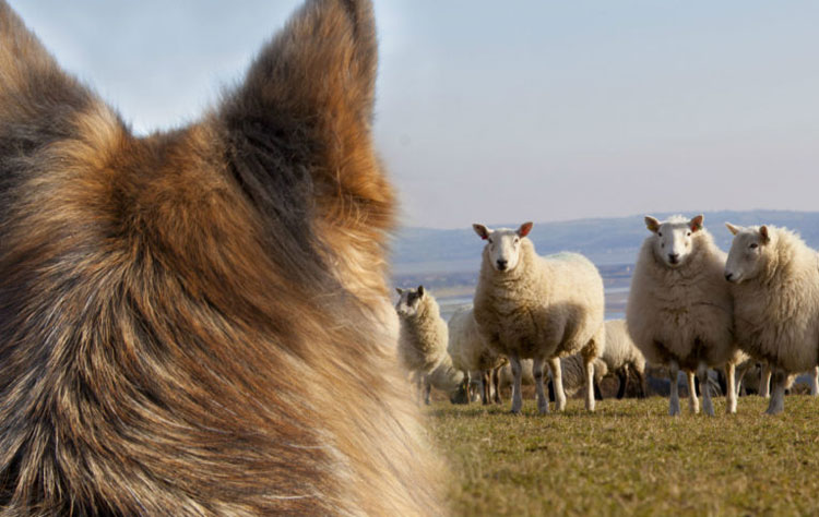 Livestock worrying and Livestock reporting