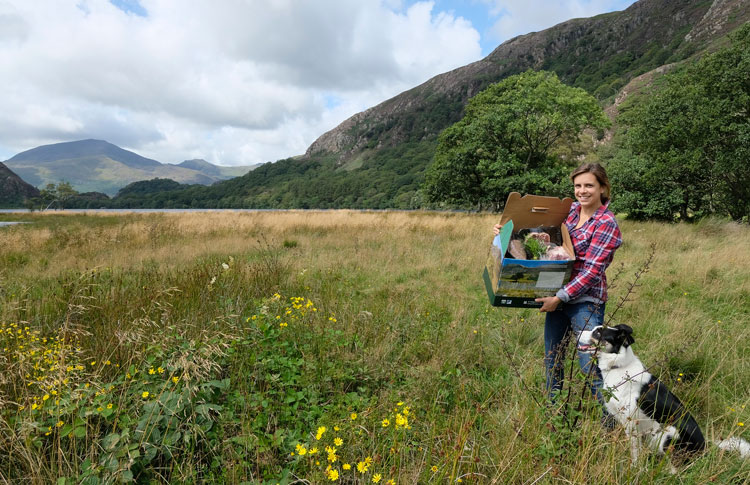 Young North Wales beef and sheep farming couple embrace food production and conservation - Cattle