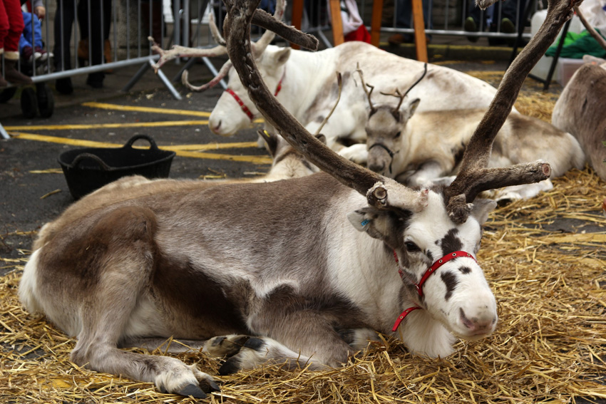 Festive, Family Fun at the Royal Welsh Winter Fair!