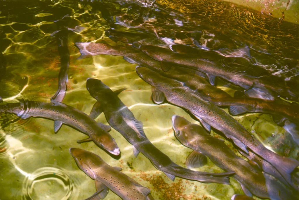 Welsh Assembly Continues to Fiddle as Salmon Die Out