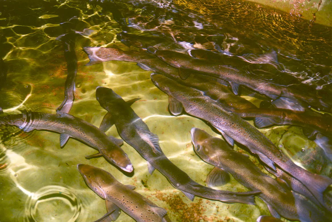 Welsh Assembly Continues to Fiddle as Salmon Die Out