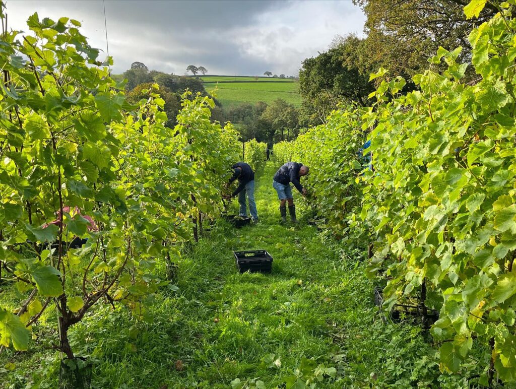 Wales Toasts its Thriving Wine Industry