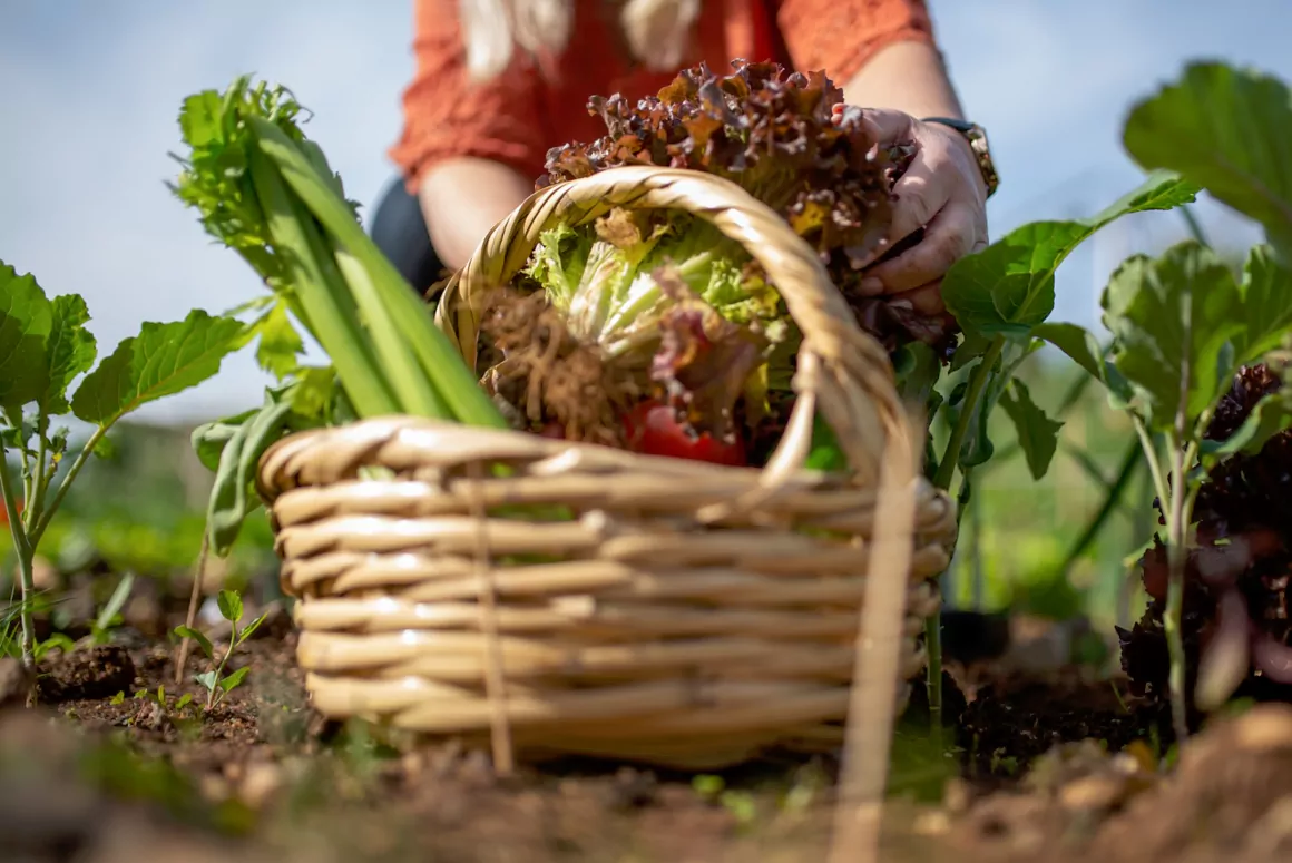 Growers Unite: North Wales Introduces 'Machinery Ring' Growers Unite: North Wales Introduces 'Machinery Ring'